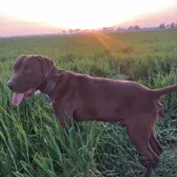 واگذاری پیت بول