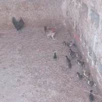 خروس ومرغ