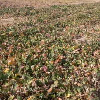 شاغم خوردنی وگوسفندی