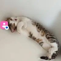 واگزازی گربه خانگی|گربه|کامیاران, |دیوار