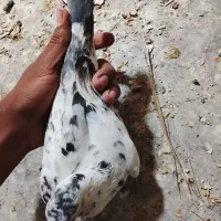 کفتر پلاکی|پرنده|بم, |دیوار