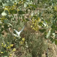 فروش پسته درجه یک ۲۵ کیلو به بالا