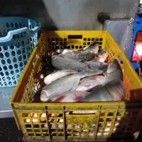 فروش ماهی زنده آدینه پاک کردن ماهی رایگان|ماهی|بروجرد, |دیوار