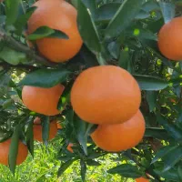 فروش یافا و پچ|خوردنی و آشامیدنی|ساری, |دیوار