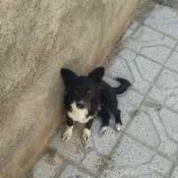 فروش به دلیل نداشتن مکان برای نگهداری|سگ|نیمبلوک, |دیوار