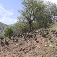 بوقلمون نژادبرنز سه ماهه