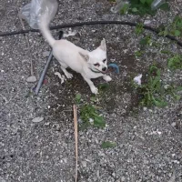 سگ .. معاوضه دارم با عروس هلندی طوطی|سگ|رودان, |دیوار