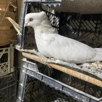 کبوتر|پرنده|کرج, گوهردشت|دیوار