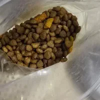 غذای خشک سگ نژاد کوچک بالغ|لوازم جانبی حیوانات|رشت, کوی حسینی|دیوار