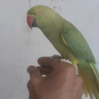 جوجه ملنگو۷ماهه سخنگو