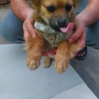 سگ‌پاکوتاه