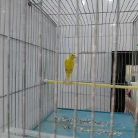 ۲تاقناری نر