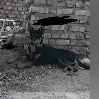 سگ ژرمن ماده|سگ|رفسنجان, |دیوار