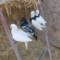 سلام چهار عدد کبوتر عالی پرش سنگین