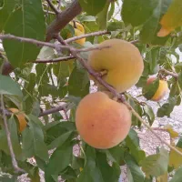 خونه باغ