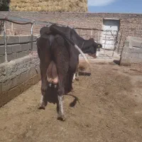 گاو