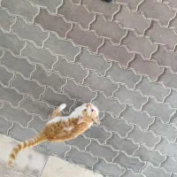 گربه گمشده / پیدا شده|گربه|کیش, |دیوار