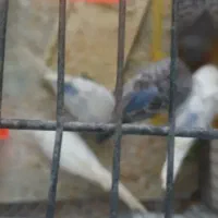 مرغ عشق|پرنده|مشهد, یاس|دیوار