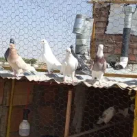 مایه کبوتر فروشی