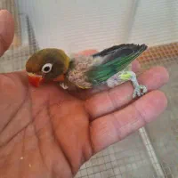 جوجه کوتوله