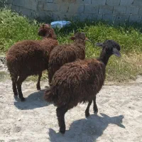 بره قربانی جوان