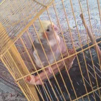 با قفس