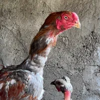 مرغ|حیوانات مزرعه|جیرفت, |دیوار