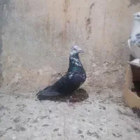 فروش نر گوک پلاکی به شرط