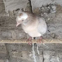 کفتر|پرنده|قشم, |دیوار