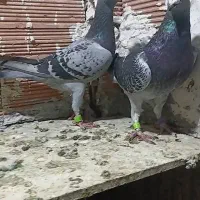 دوبر