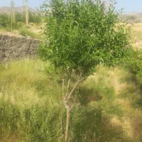 زمین وباغ روستا مسکون