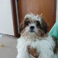 توله سگ شیتزو