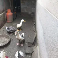 خروس و اردک