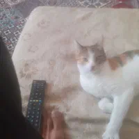 گربه ۸ماهه