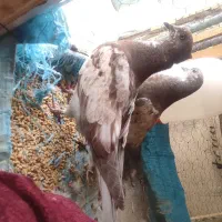 کفتر مفلق تهرانی