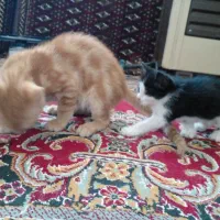بچه گربه واگذار میشه