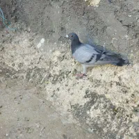 کبوتر کفتر سرور و سبز|پرنده|بوژگان, |دیوار