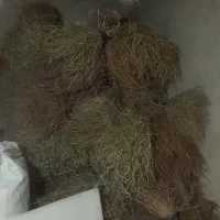 جارومحلی
