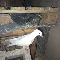 یک‌جفت جوجه
