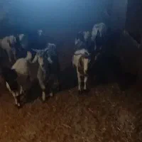 ۳ راس بز دو قلو با ۶ راس بزغاله