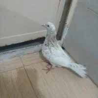 کفتر|پرنده|خمینی‌شهر, |دیوار