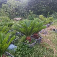 سیکاس|گل و گیاه طبیعی|چابکسر, |دیوار
