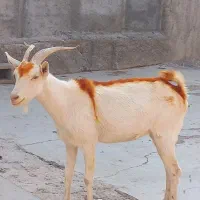 بز سانن