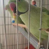 طوطی نر و ماده ملنگو نیمه رام و سخنگو (15 کلام)|پرنده|میبد, |دیوار