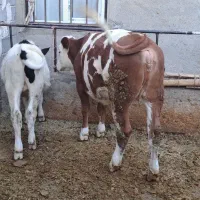 سیمینتال وهلشتاین|حیوانات مزرعه|چهاردولی, |دیوار