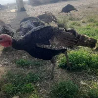 بوقلمون فروشی