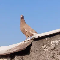 باسلام فروشی