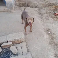 سگ ماده پیتبول