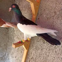 کبوتریهودی‌وکرمونی