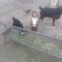 بز با بزغاله